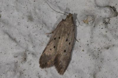 <i>Athrips mouffetella</i>