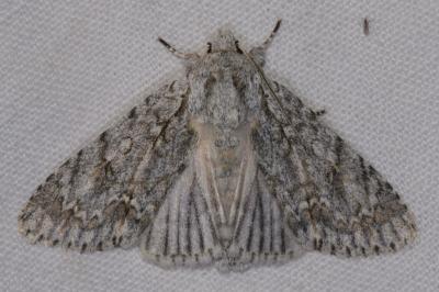 <i>Acronicta aceris</i>