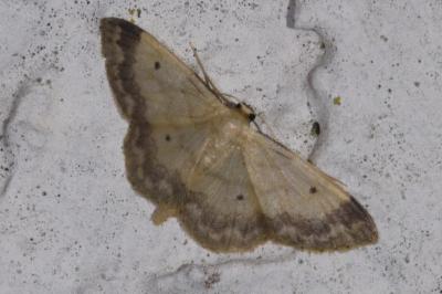 <i>Idaea biselata</i>