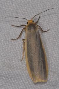 <i>Nyea lurideola</i>