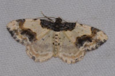 <i>Ligdia adustata</i>