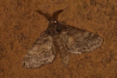 <i>Gluphisia crenata</i>