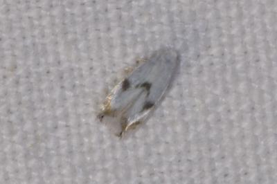 <i>Pseudopostega crepusculella</i>