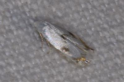 <i>Pseudopostega crepusculella</i>
