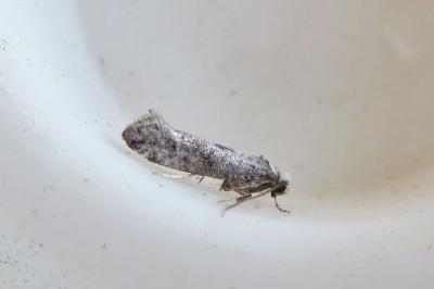 <i>Paraswammerdamia albicapitella</i>