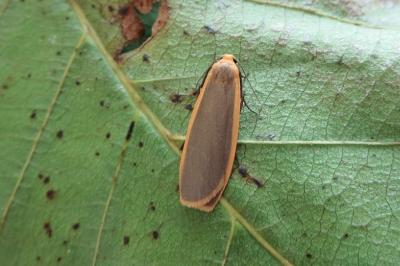 <i>Katha depressa</i>