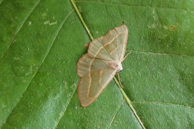 <i>Hylaea fasciaria</i>