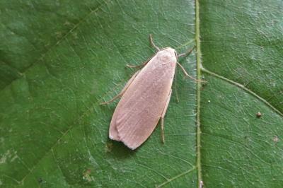 <i>Collita griseola</i>