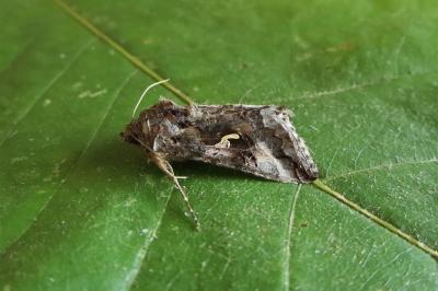 <i>Autographa gamma</i>