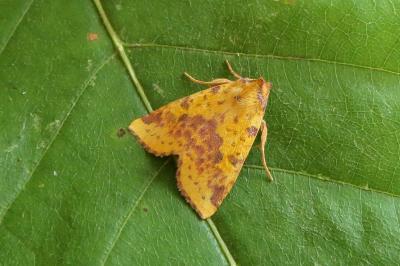 <i>Xanthia togata</i>