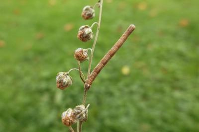 <i>Dyscia fagaria</i>