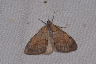 <i>Pennithera firmata</i>