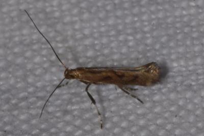 <i>Calybites phasianipennella</i>