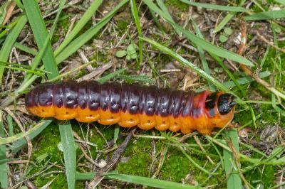 <i>Cossus cossus</i>