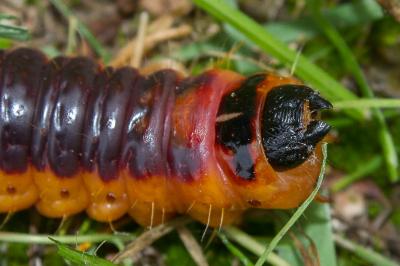 <i>Cossus cossus</i>