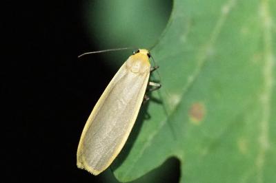 <i>Katha depressa</i>