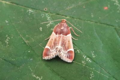 <i>Pyralis farinalis</i>
