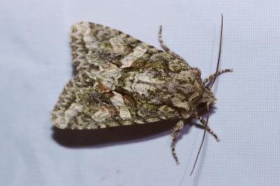 <i>Dryobotodes eremita</i>