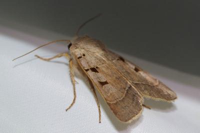 <i>Eugnorisma glareosa</i>