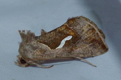 <i>Macdunnoughia confusa</i>
