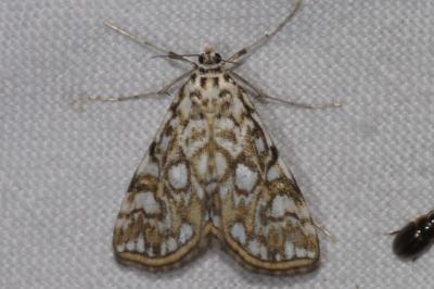 <i>Elophila nymphaeata</i>