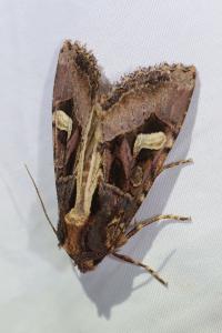 <i>Trigonophora flammea</i>