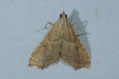 <i>Endotricha flammealis</i>