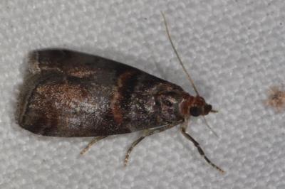 <i>Acrobasis advenella</i>