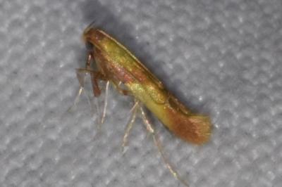 <i>Caloptilia robustella</i>