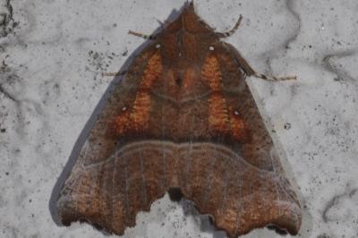 <i>Scoliopteryx libatrix</i>