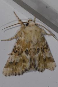 <i>Eremobia ochroleuca</i>