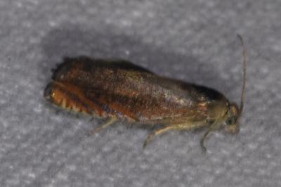 <i>Pammene aurita</i>