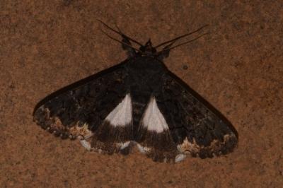<i>Catephia alchymista</i>