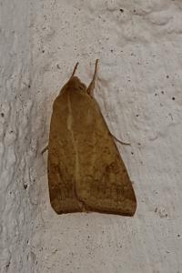 <i>Helicoverpa armigera</i>