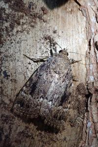 <i>Amphipyra pyramidea</i>