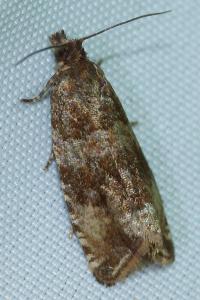 <i>Celypha cespitana</i>