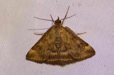 <i>Pyrausta despicata</i>