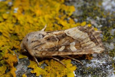 <i>Luperina dumerilii</i>