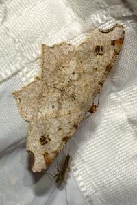 <i>Macaria alternata</i>