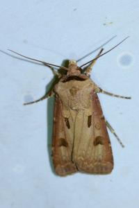<i>Agrotis exclamationis</i>