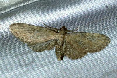 <i>Eupithecia vulgata</i>