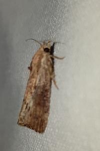 <i>Galleria mellonella</i>