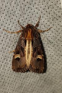 <i>Trigonophora flammea</i>