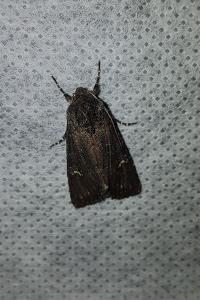 <i>Aporophyla nigra</i>