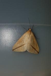 <i>Rhodometra sacraria</i>