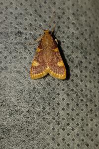 <i>Hypsopygia costalis</i>