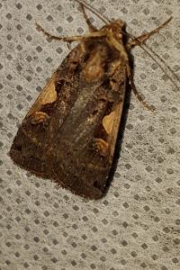 <i>Xestia c-nigrum</i>