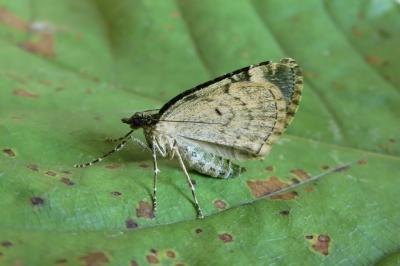 <i>Chloroclysta siterata</i>