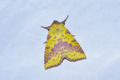 <i>Xanthia togata</i>