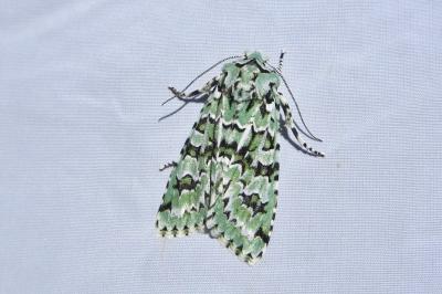 <i>Griposia aprilina</i>